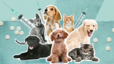 Evacuating Pets During Wildfires: Does Pet Insurance Cover It in 2025?