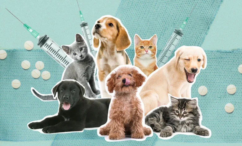 Evacuating Pets During Wildfires: Does Pet Insurance Cover It in 2025?