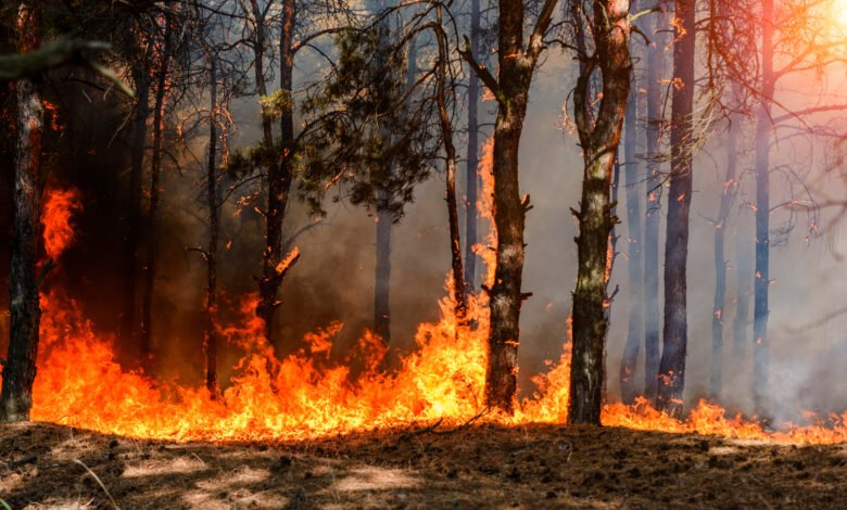 What Happened to Homeowners Insurance After the 2025 Wildfires in the USA?