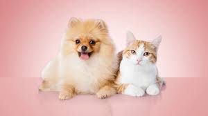 Pet Insurance Plans Worth Considering in the USA [2025]