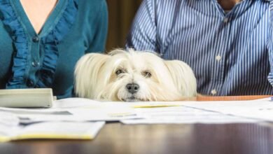 pet insurance plans pet insurance USA 2025 best pet insurance pet insurance companies Pet Insurance Plans Worth Considering in the USA [2025]