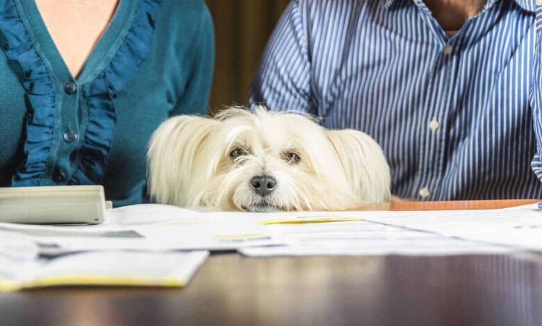 pet insurance plans pet insurance USA 2025 best pet insurance pet insurance companies Pet Insurance Plans Worth Considering in the USA [2025]